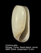 Cylichna alba